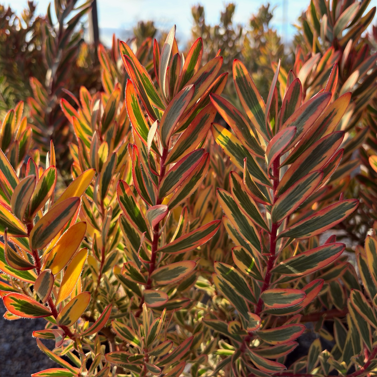 Jester Cone Bush