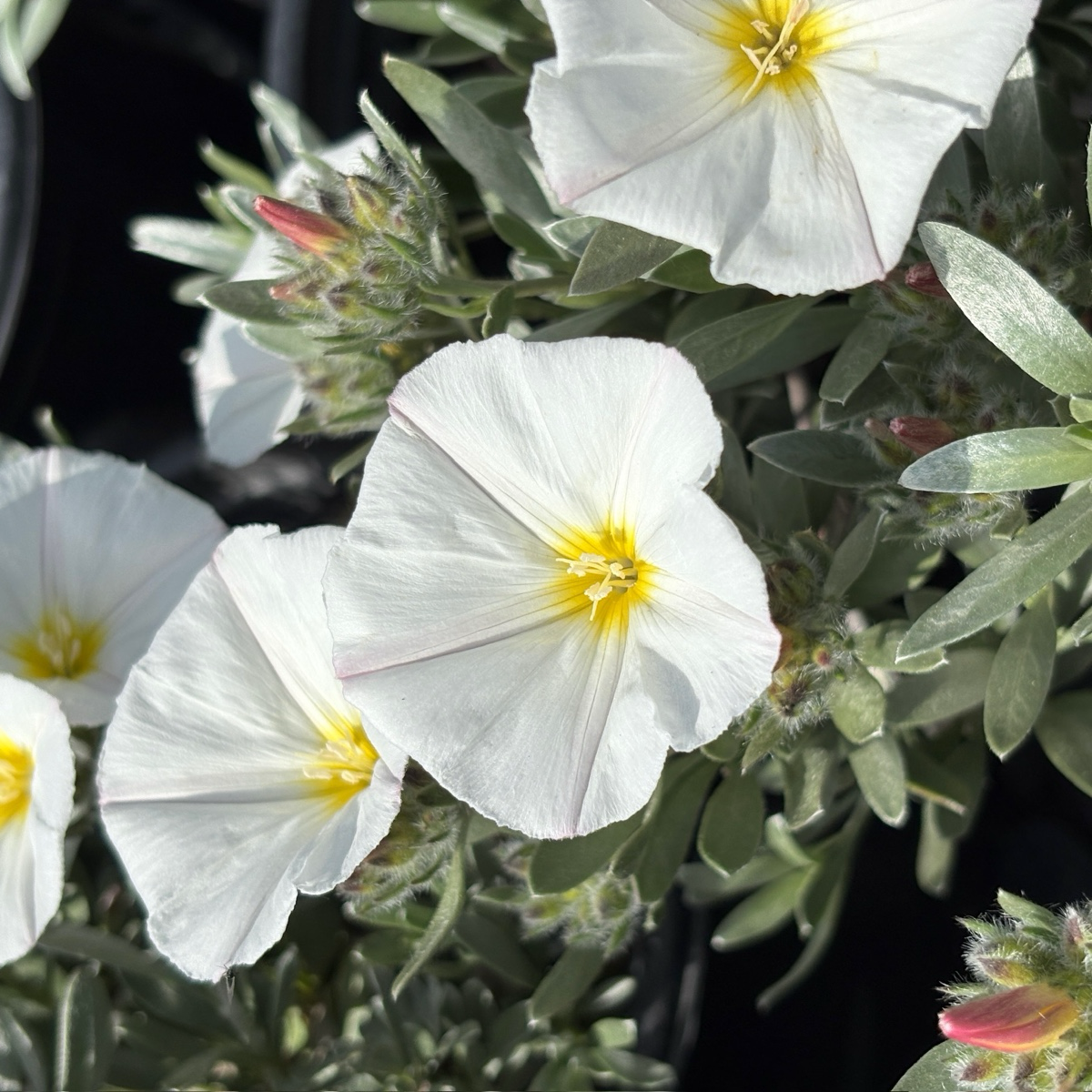 Bush Morning Glory – Landz.us Bush Morning Glory – Landz.us