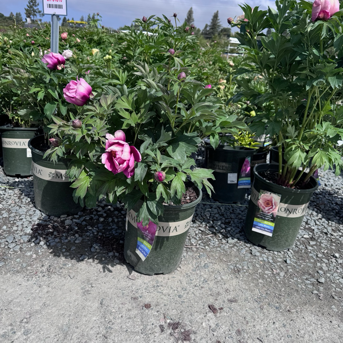 Pink Ardour Itoh Reony