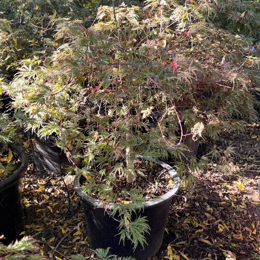 Crimson Queen Lace Japanese Maple