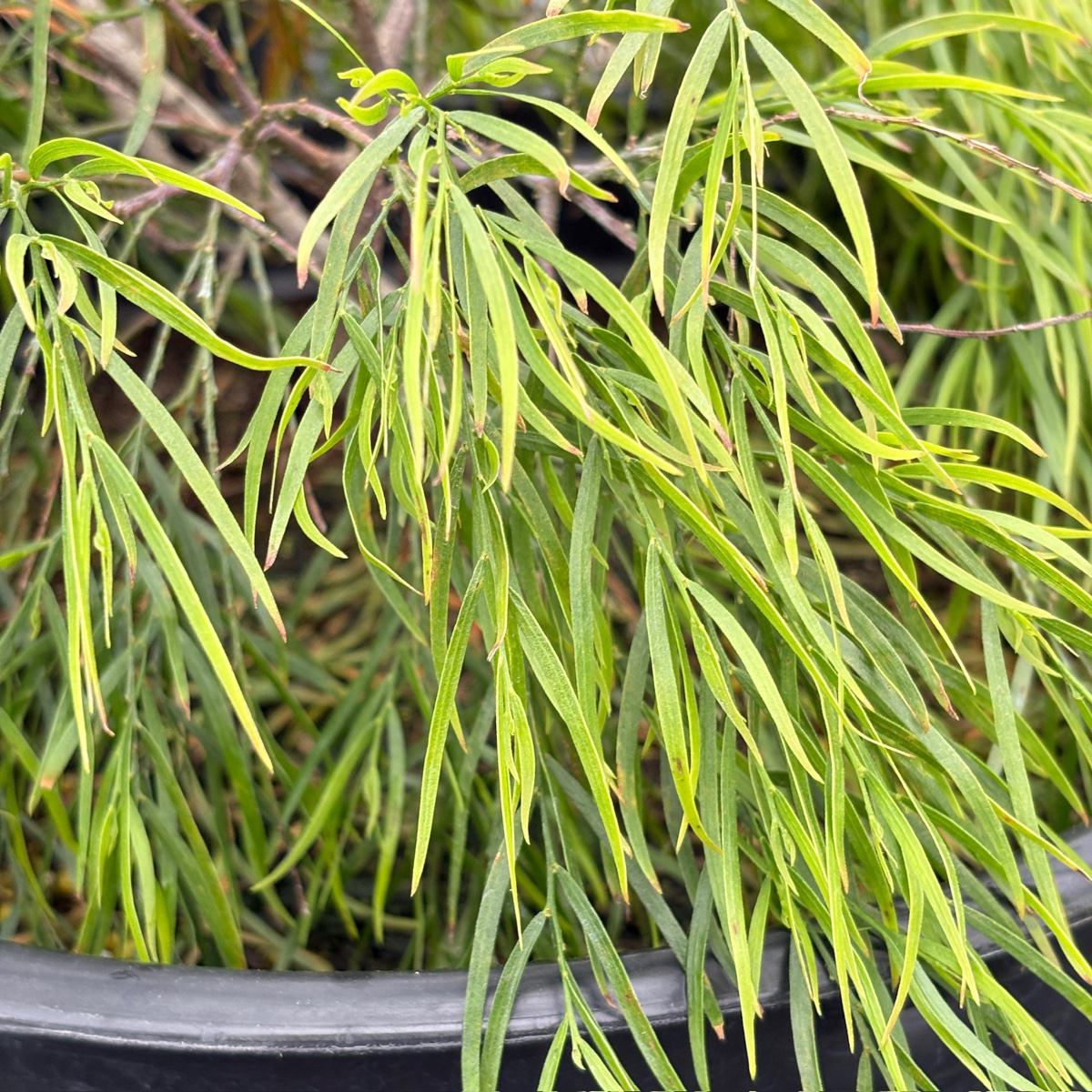 Cousin Itt Bower Wattle, River Wattle