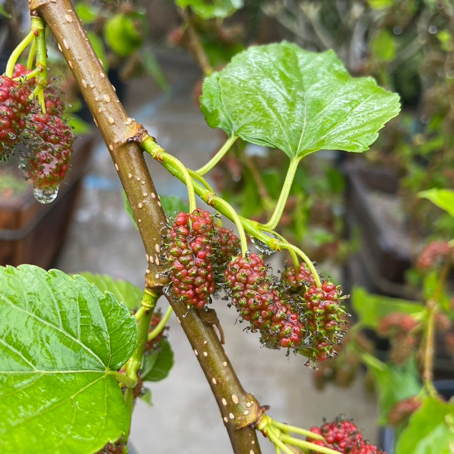 Taiwan Mulberry