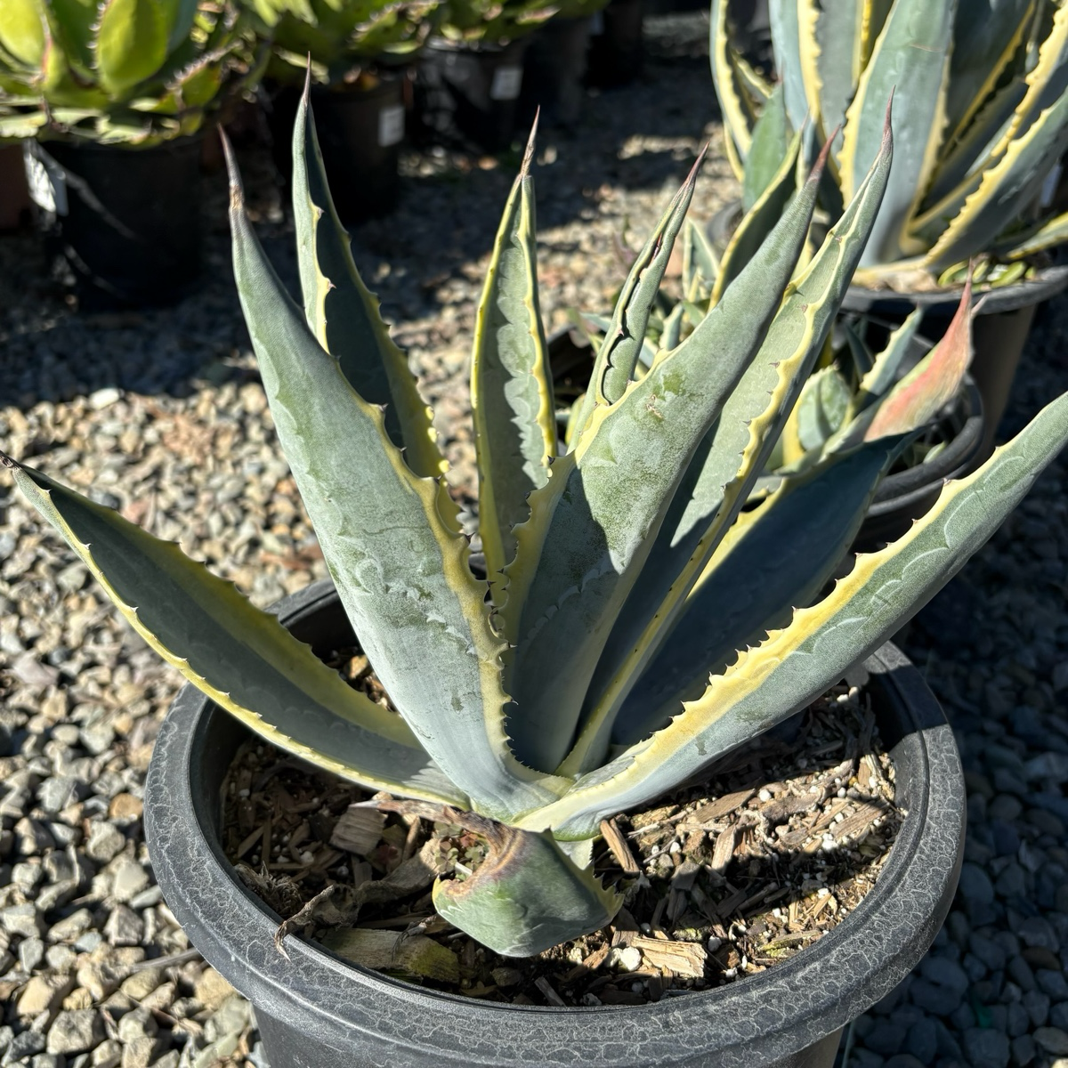 Variegated Century Plant