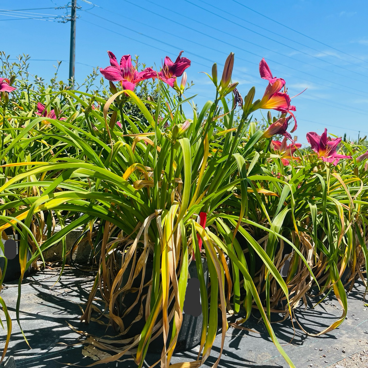 Russian Rhapsody Daylily