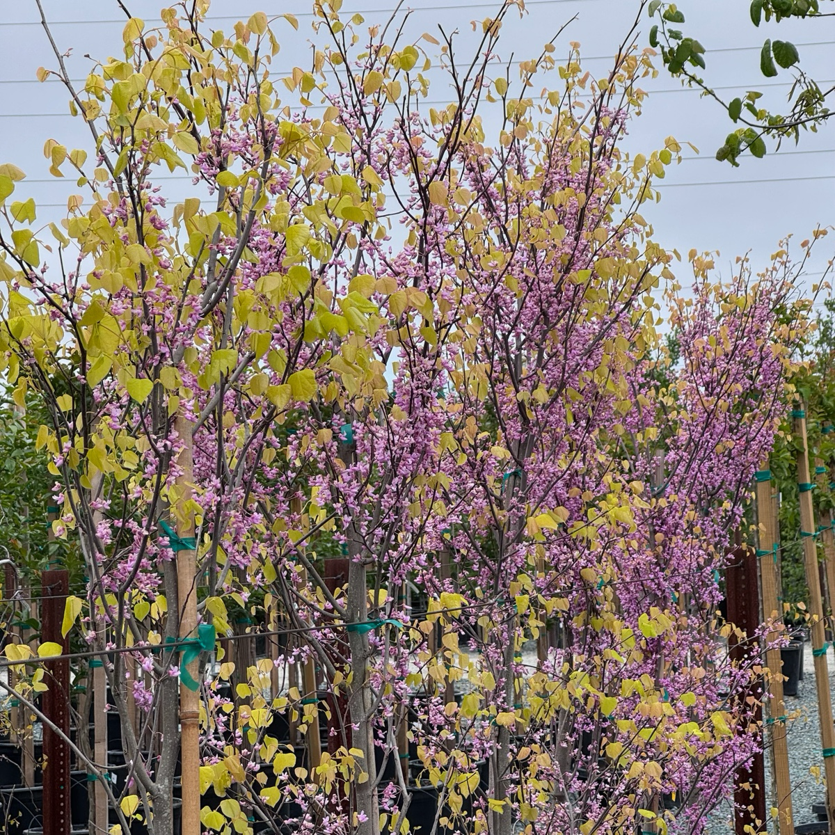 Hearts of Gold Eastern Redbud