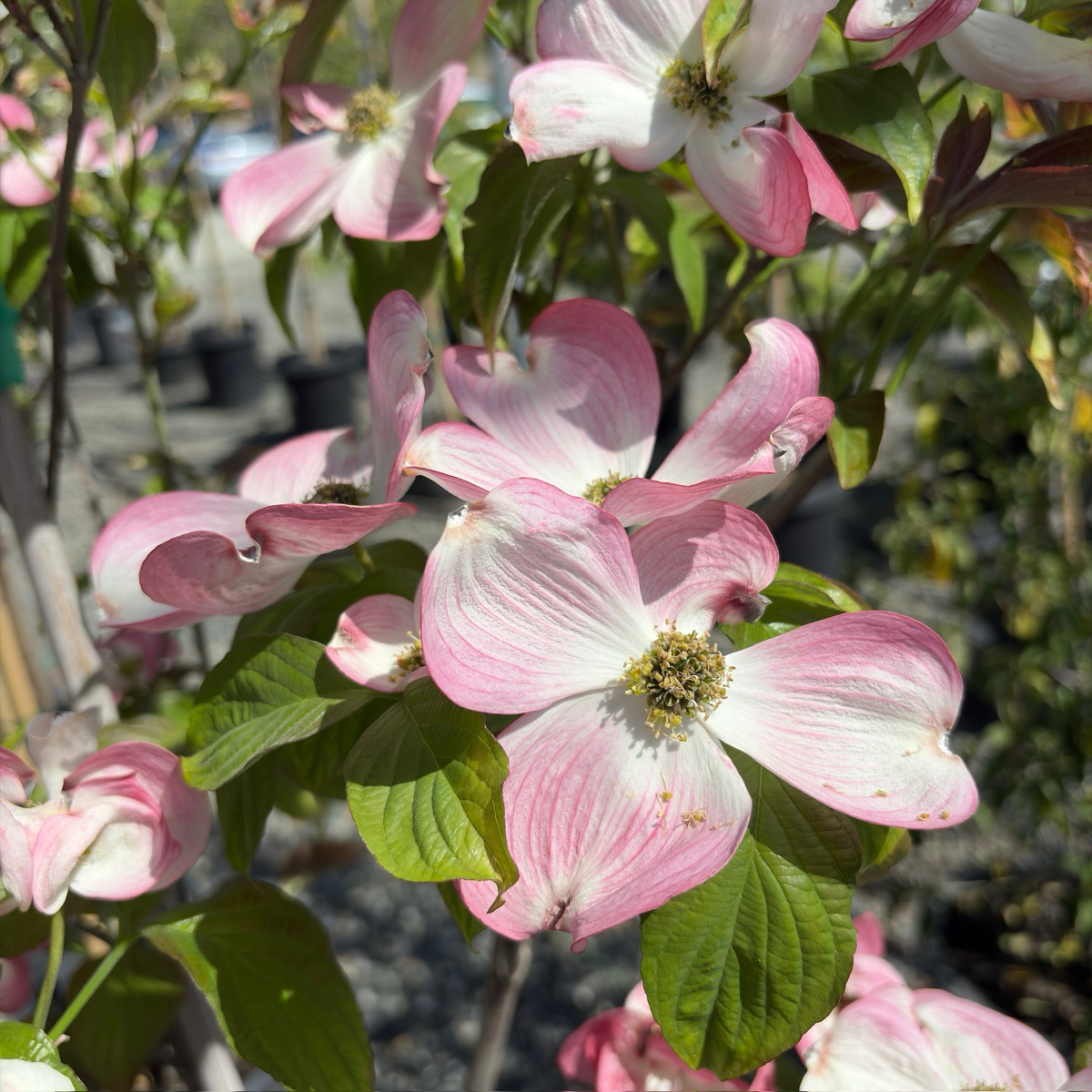 Pink Flowering Dogwood
