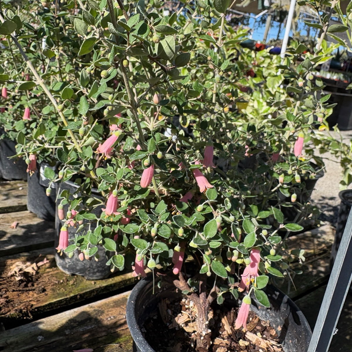 Pink Australian Fuchsia