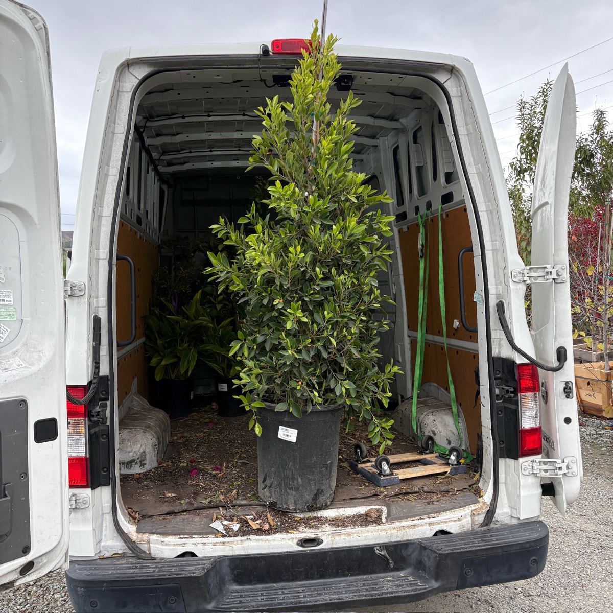 厚叶榕-印度月桂 Indian Laurel Fig