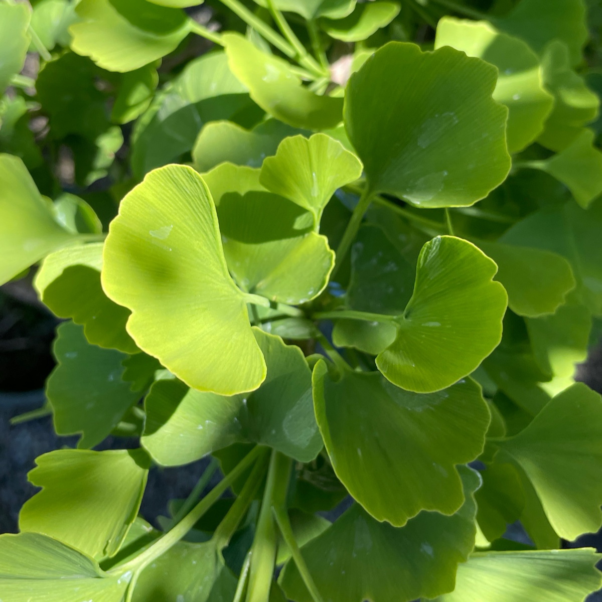 玉蝶银杏– Landz.us