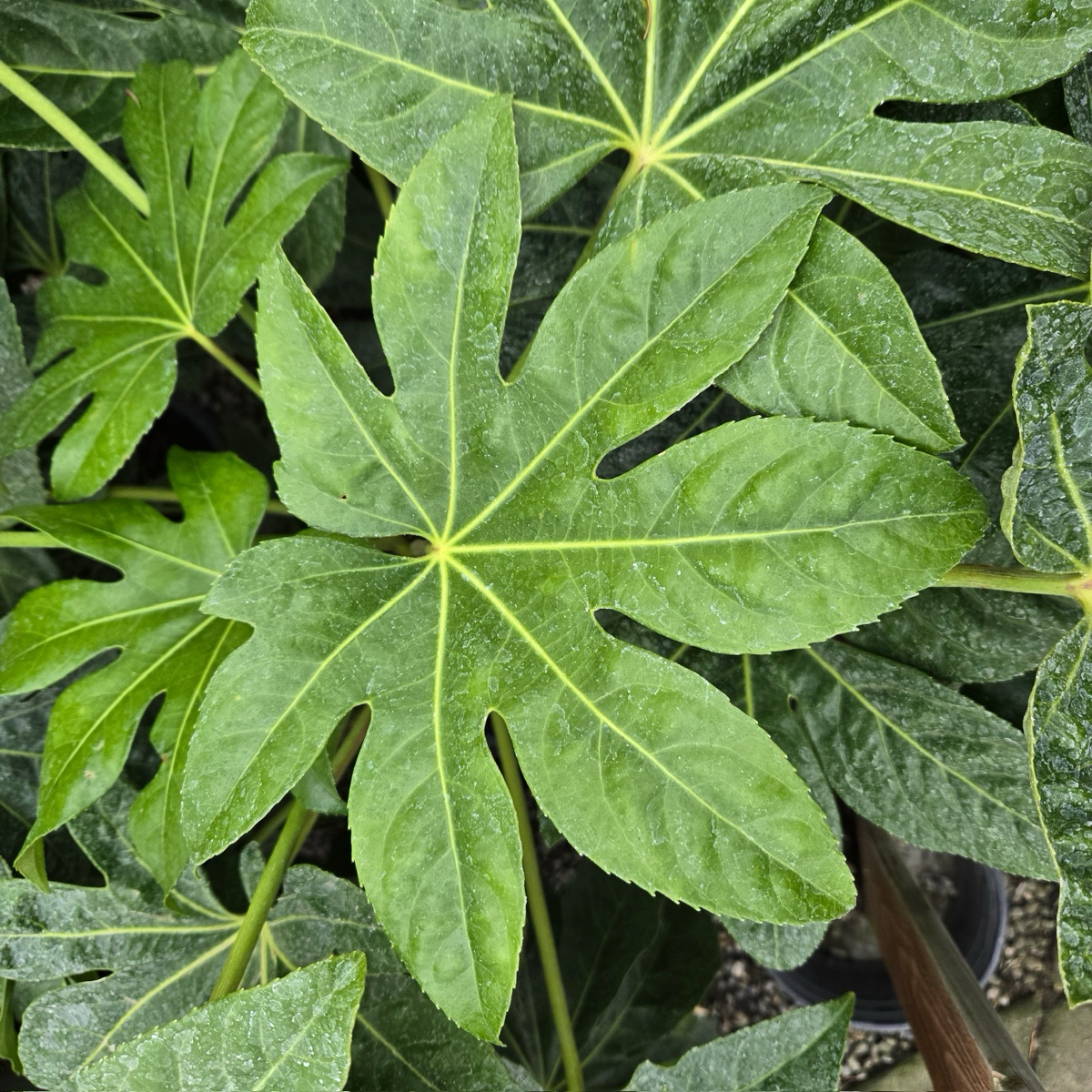 八角金盘– Landz.us