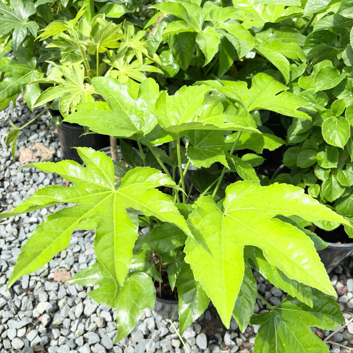 八角金盘 Japanese Aralia