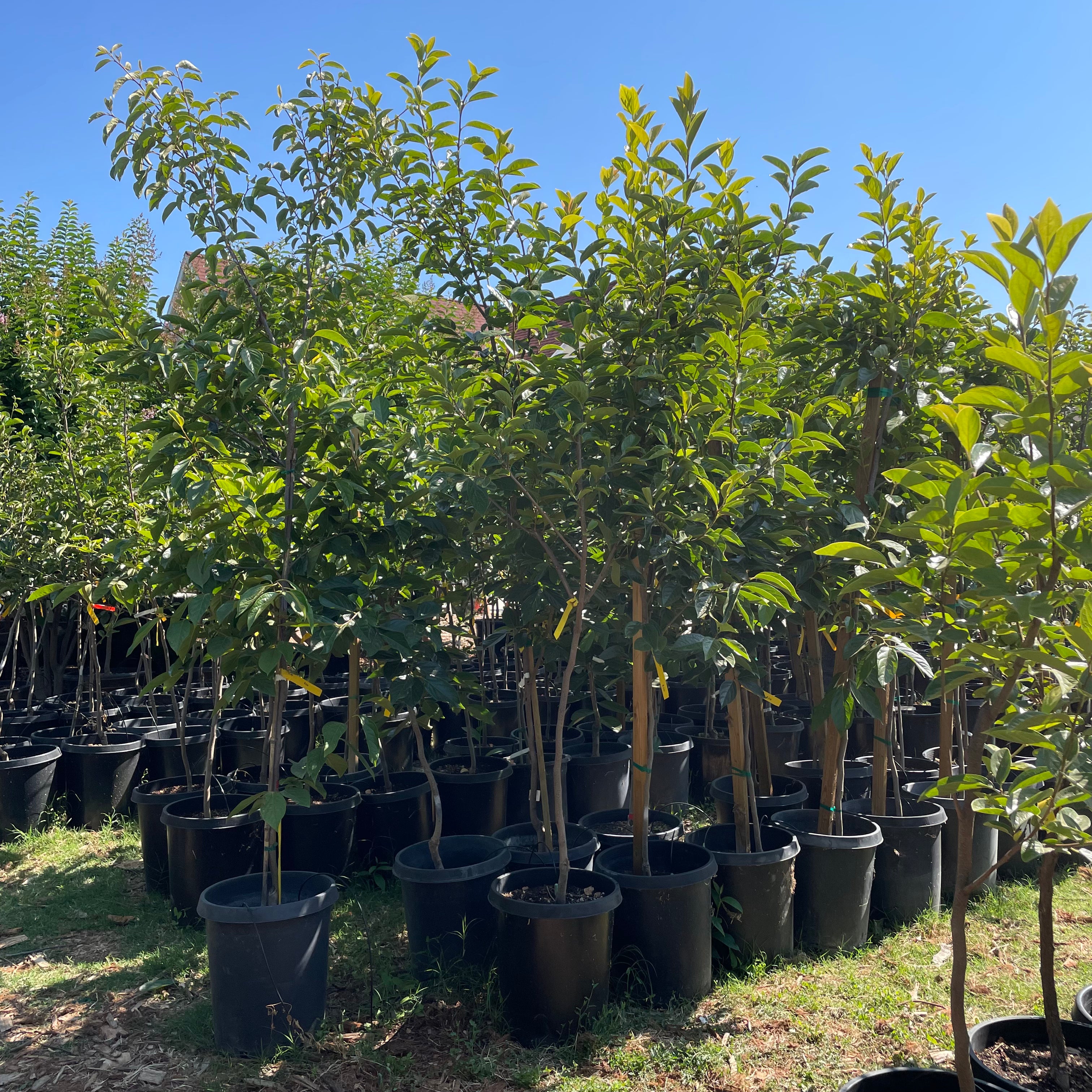 次郎富有脆柿 Jiro Persimmon