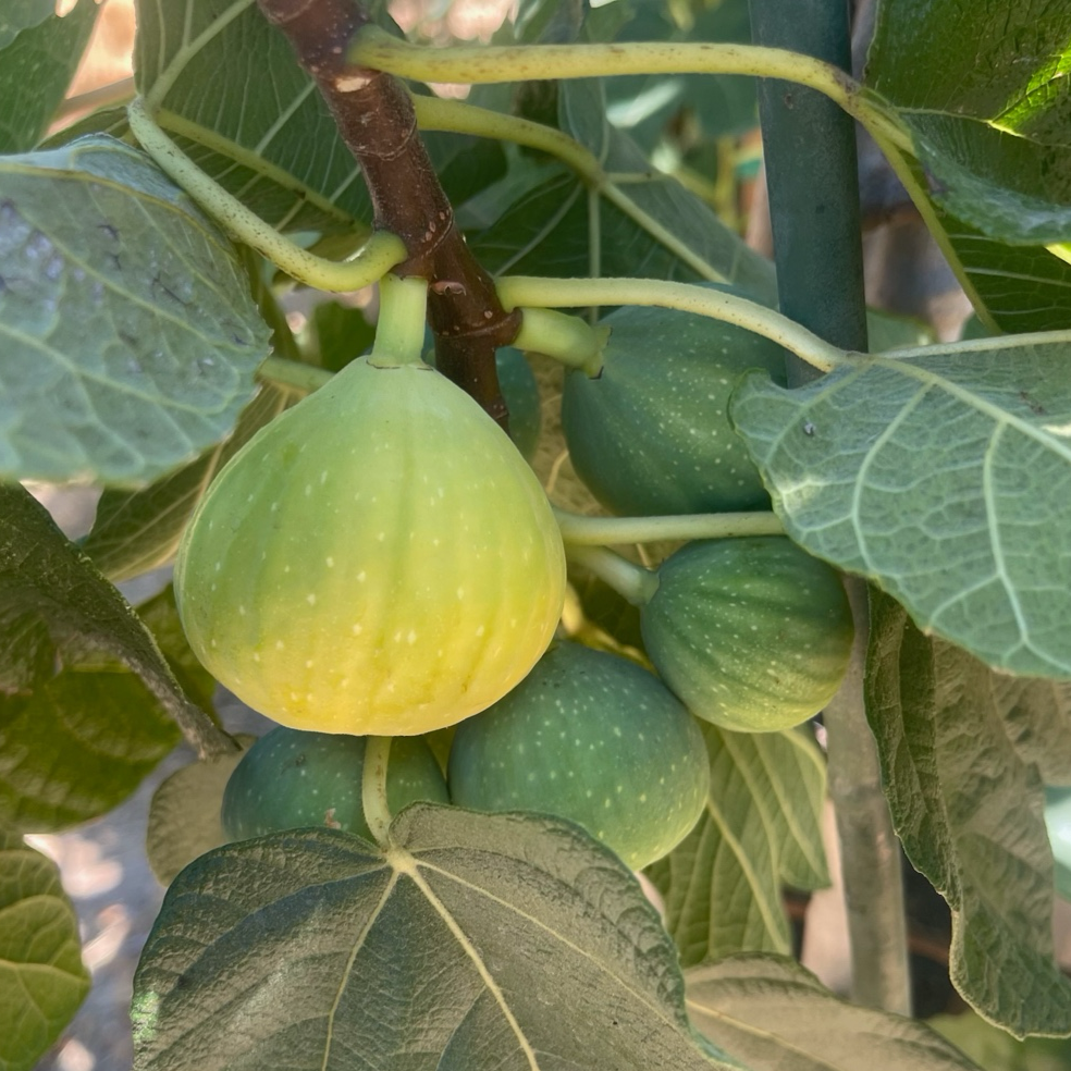 卡多塔无花果 Kadota Fig