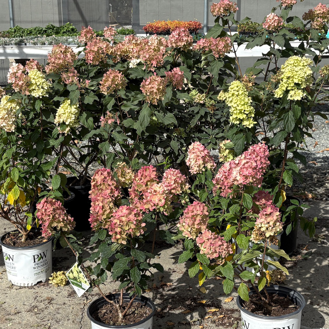 圆锥绣球 Limelight Panicle Hydrangea