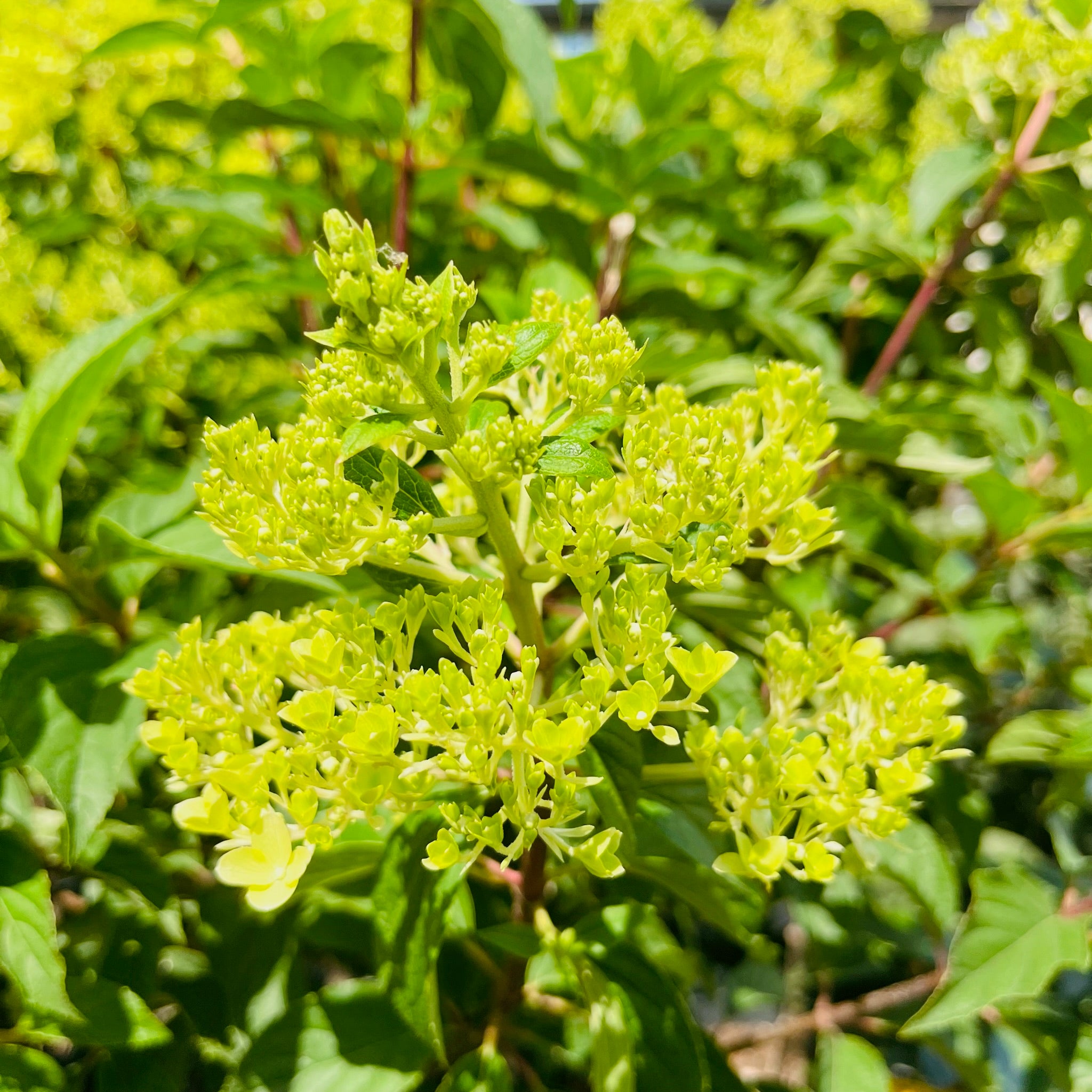 圆锥绣球 Limelight Panicle Hydrangea