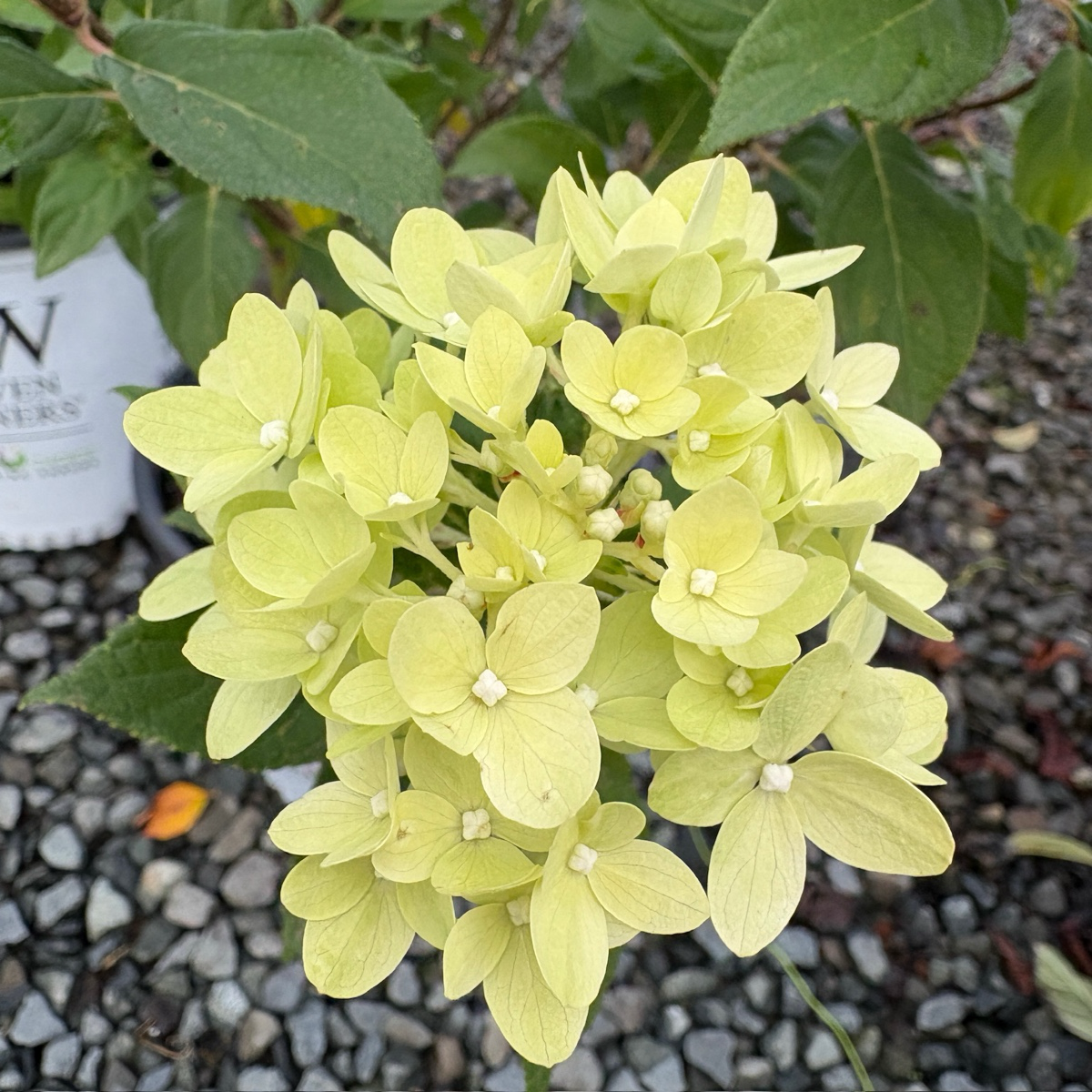 圆锥绣球 Little Lime® Panicle Hydrangea