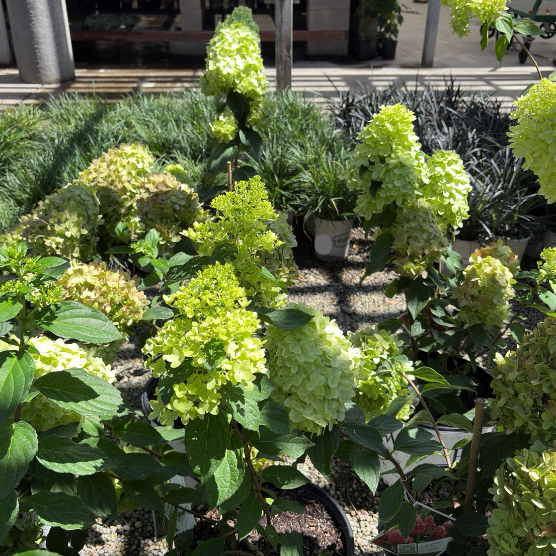 圆锥绣球 Little Lime® Panicle Hydrangea