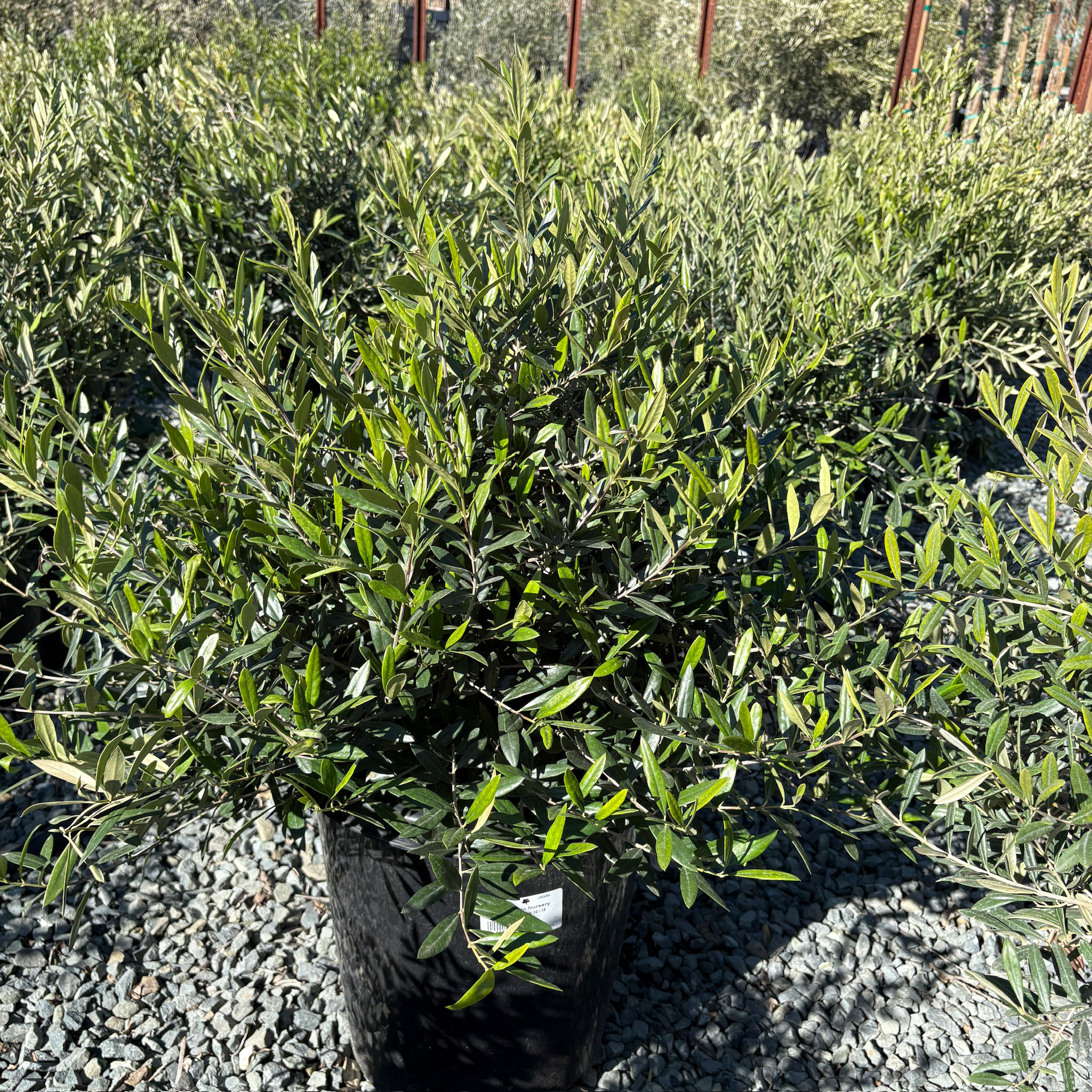 Little Ollie Olive – Landz.us