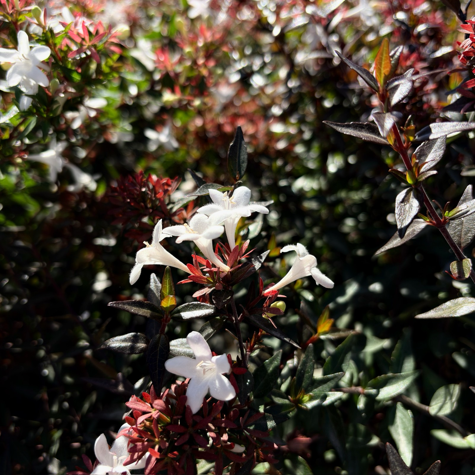 六道木 Little Richard Glossy Abelia