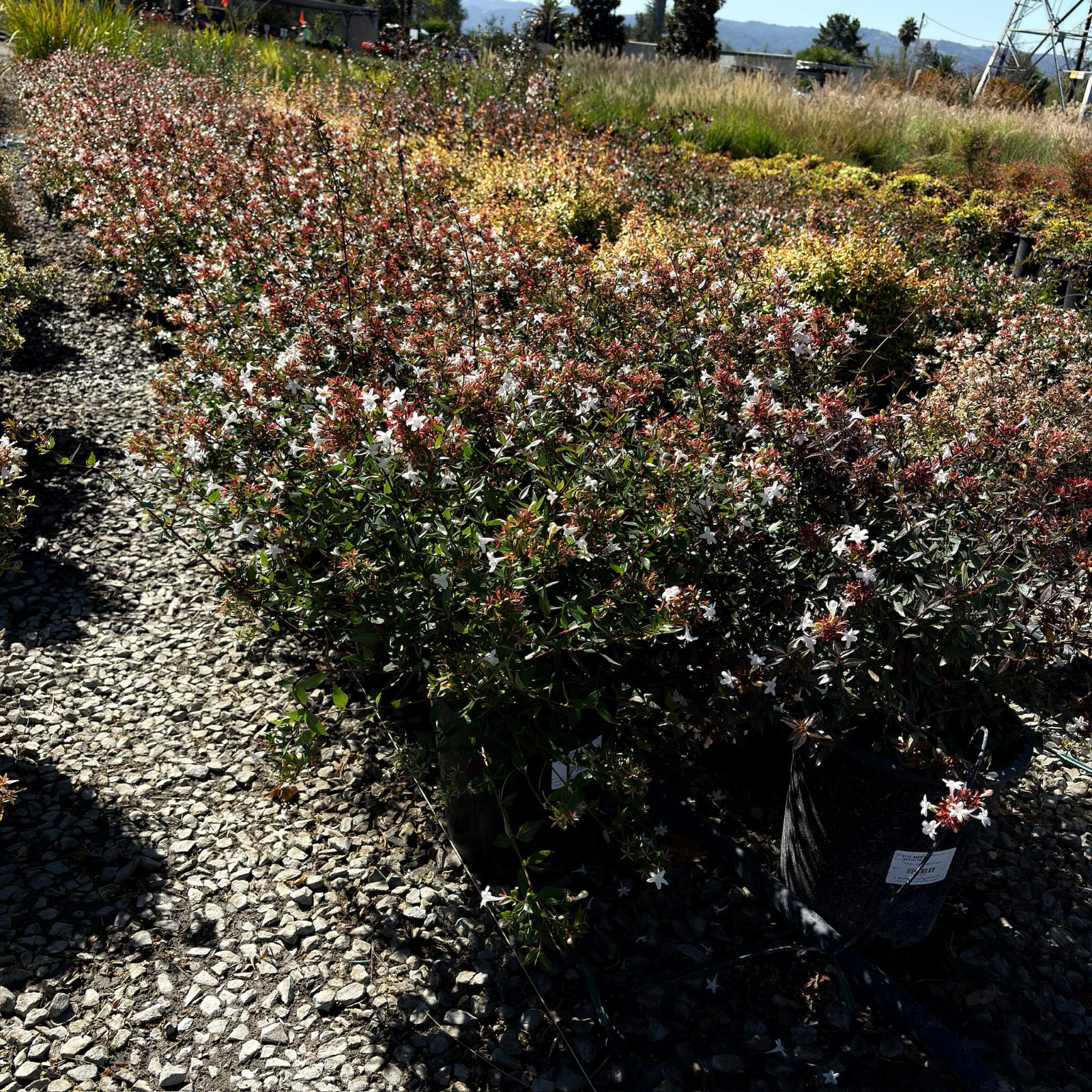 六道木 Little Richard Glossy Abelia