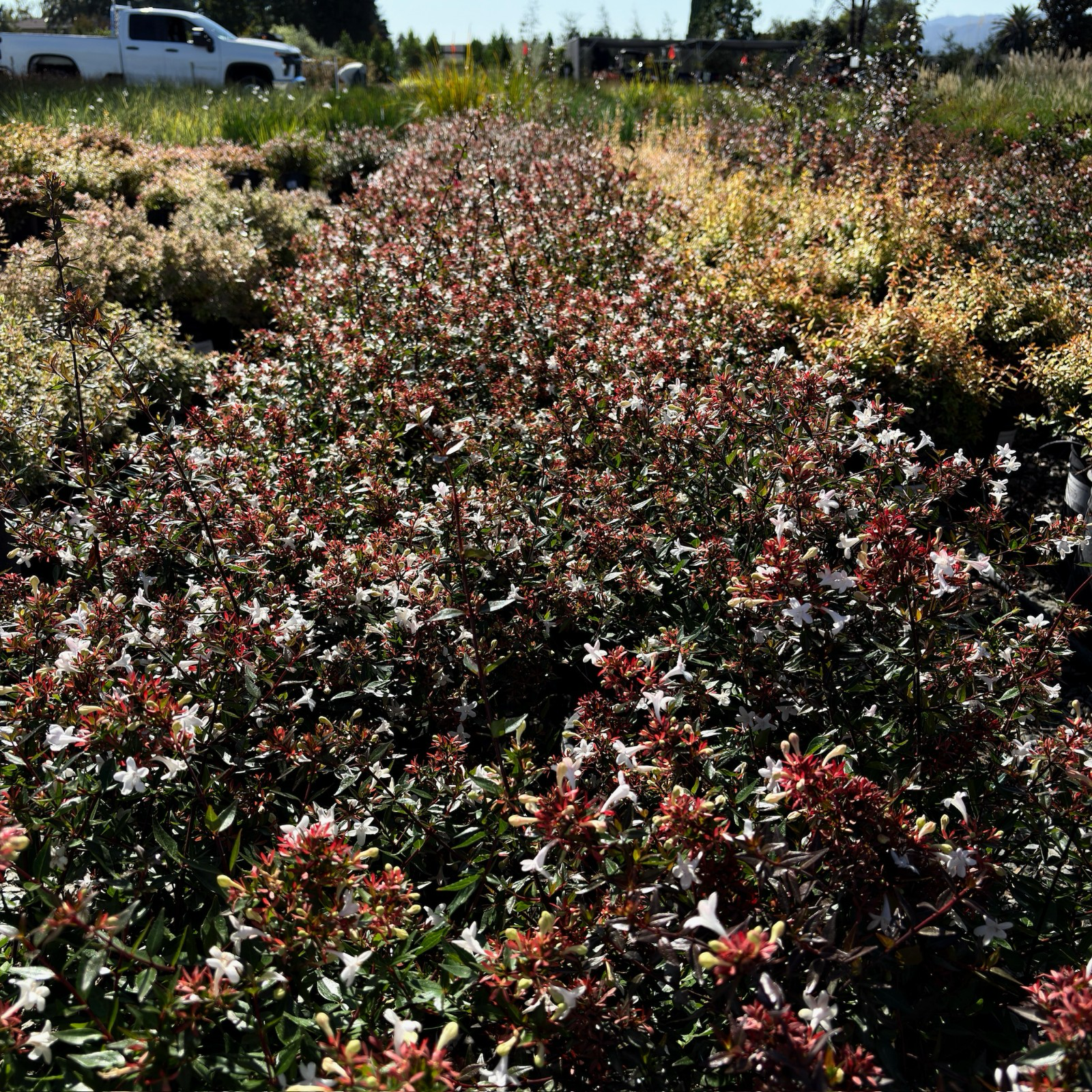 六道木 Little Richard Glossy Abelia