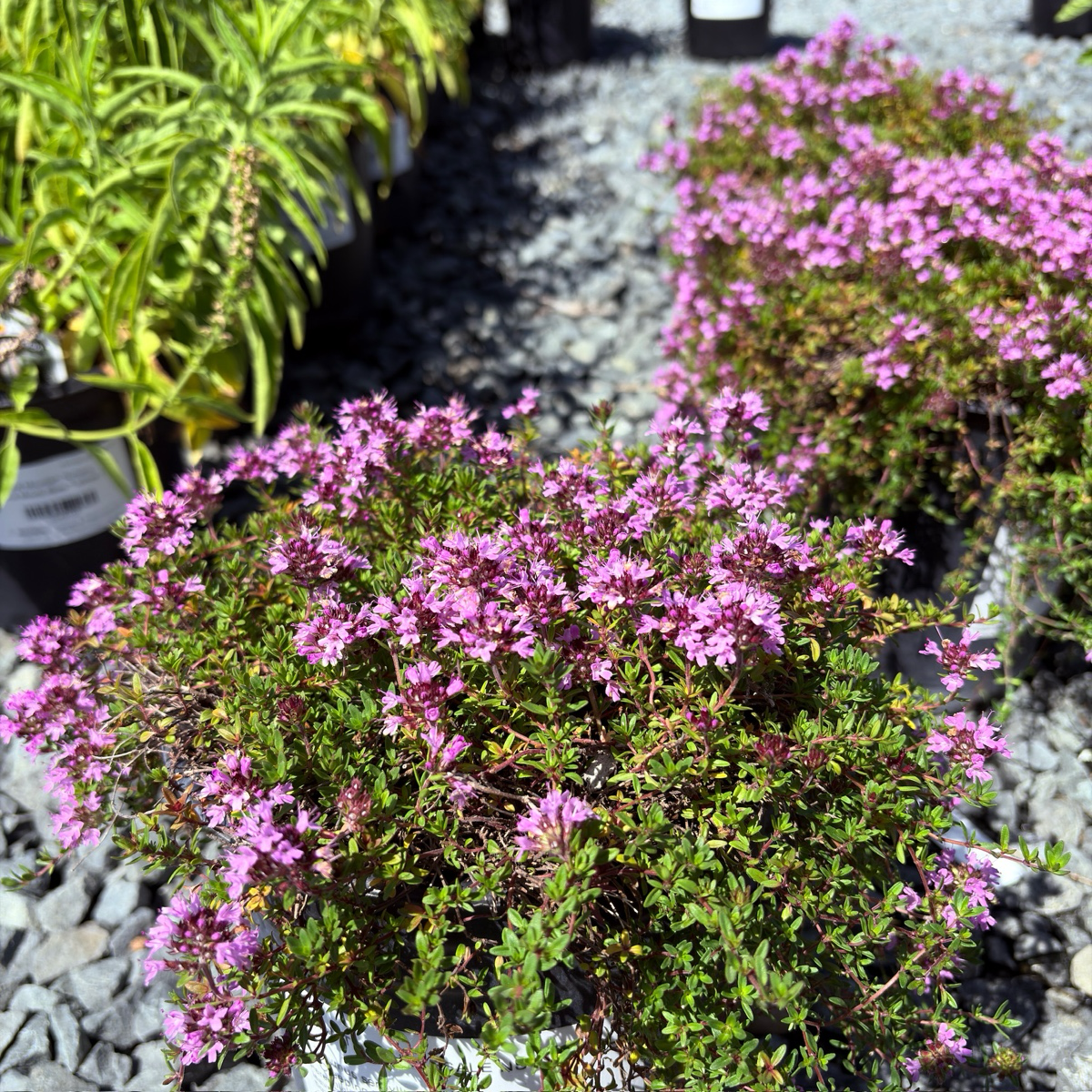 百里香 Mauve Creeping Thyme