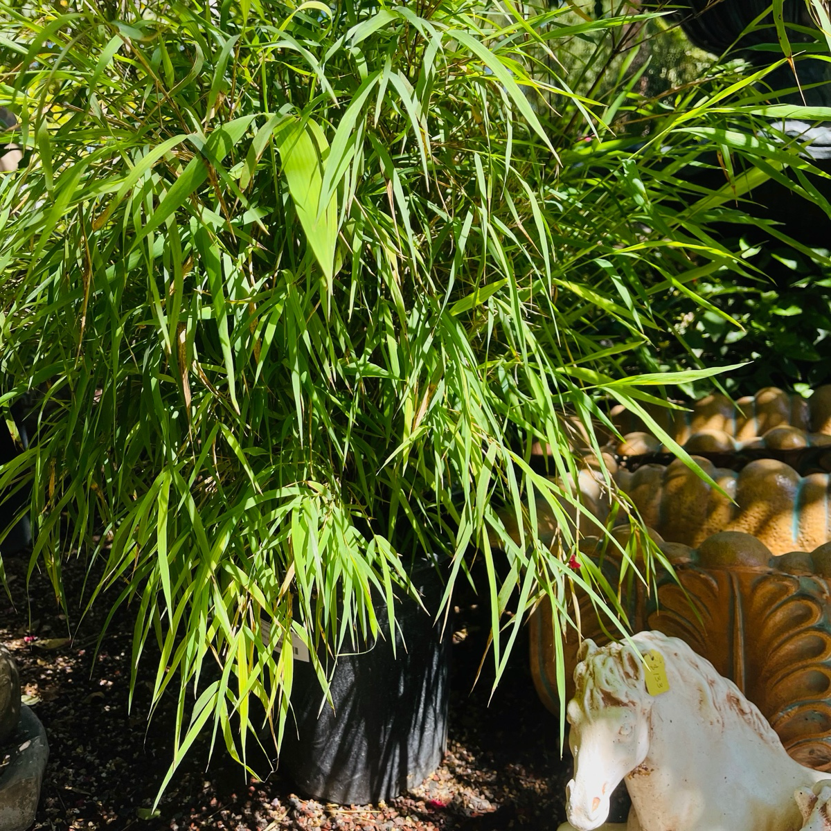 墨西哥垂枝竹 Mexican Bamboo