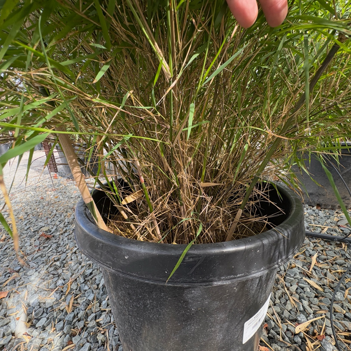 墨西哥垂枝竹 Mexican Bamboo