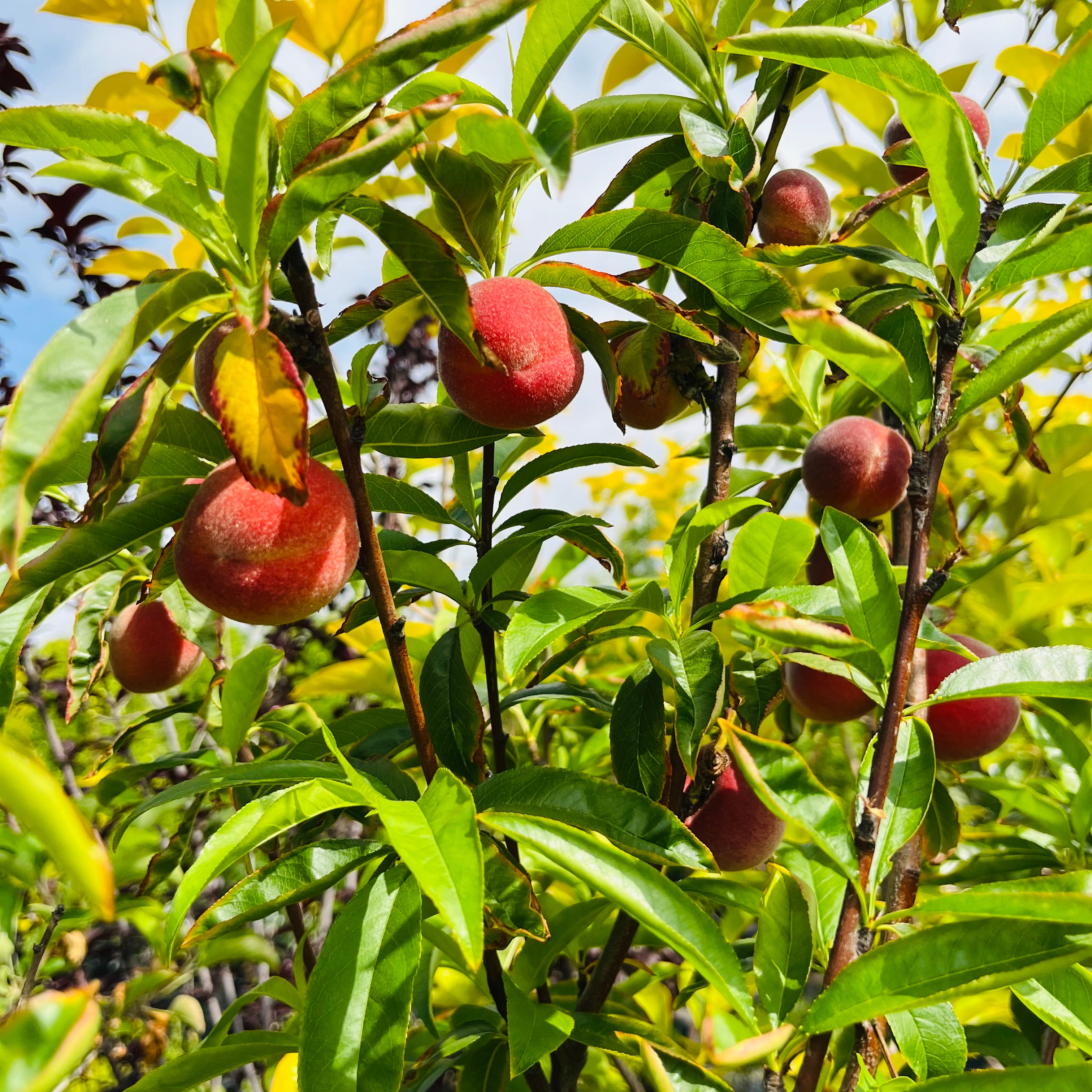 桃树四合一 Peach Tree 4-in-1