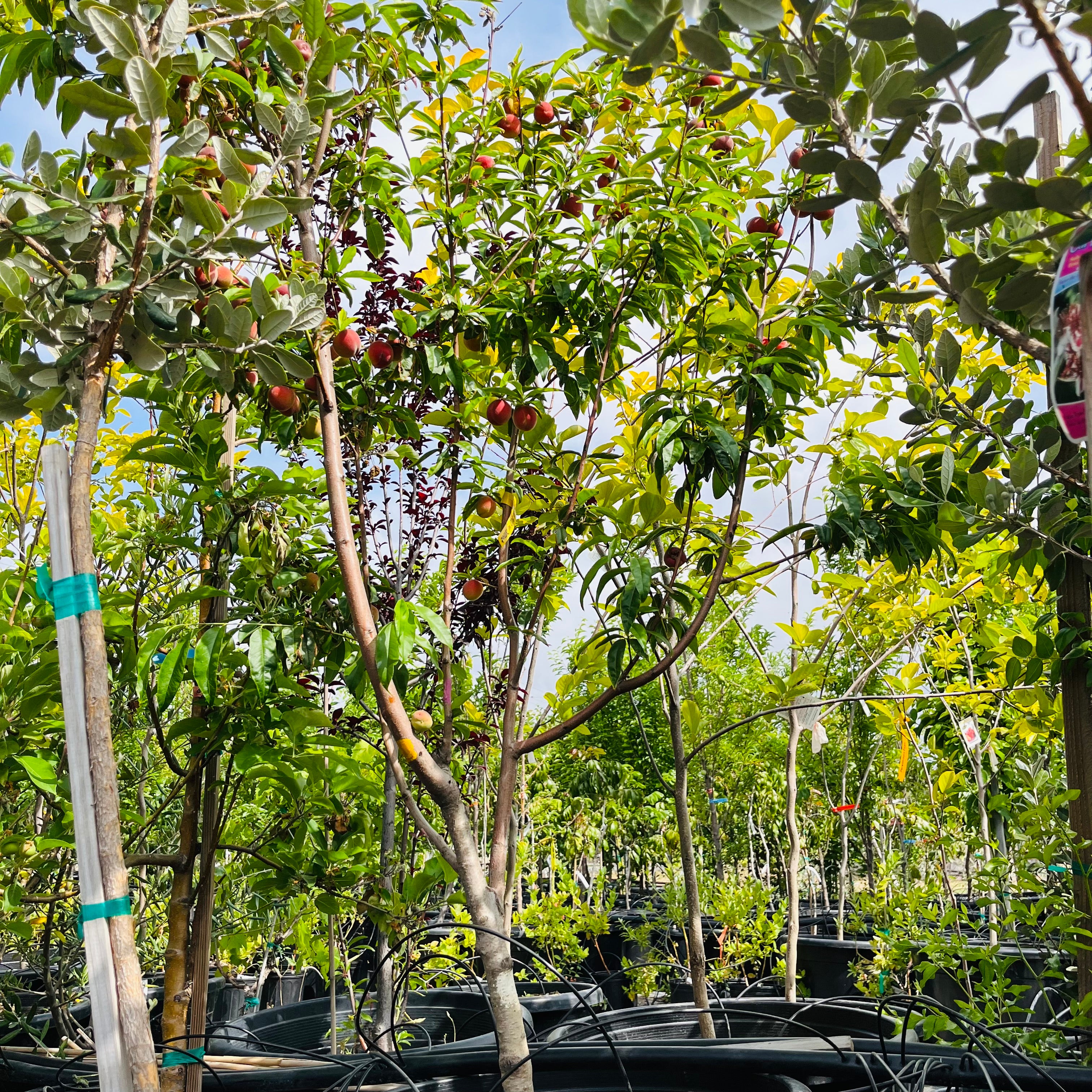 桃树四合一 Peach Tree 4-in-1