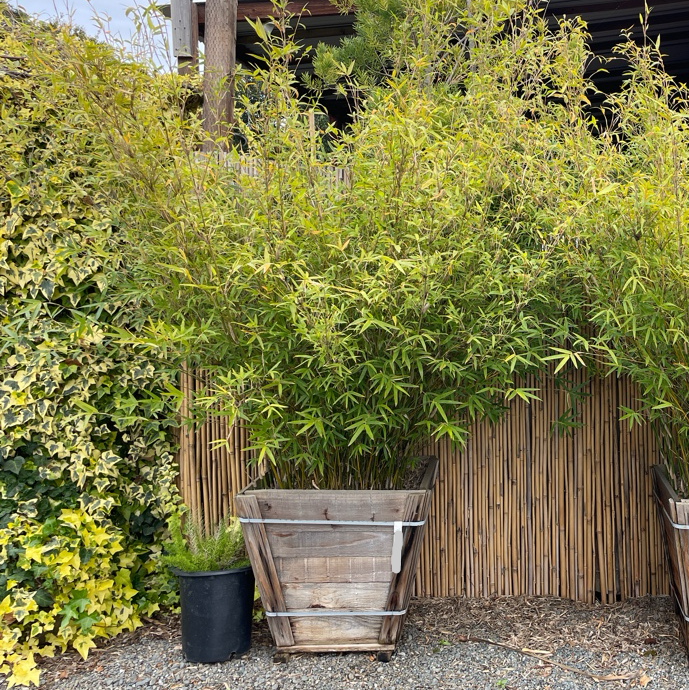 Alphonse Karr Bamboo