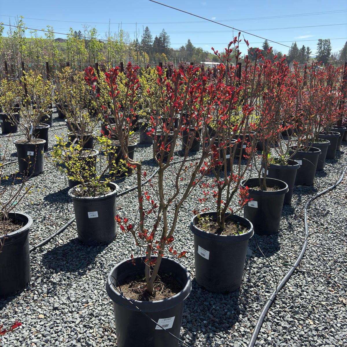 紫薇 Pink Velour®️ Crape Myrtle