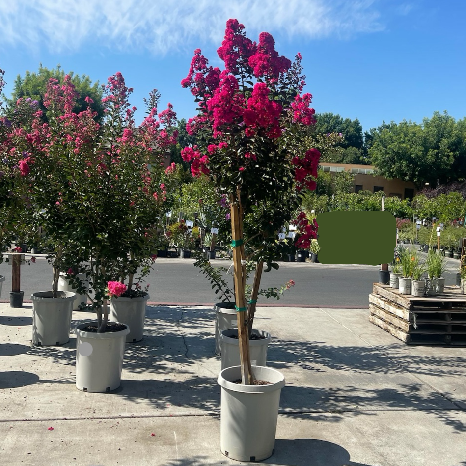 紫薇 Pink Velour®️ Crape Myrtle