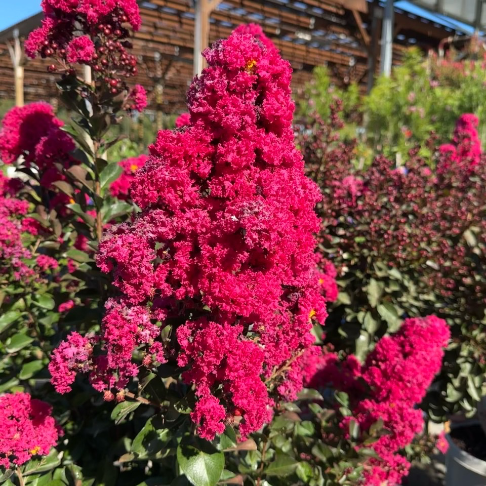 紫薇 Pink Velour®️ Crape Myrtle