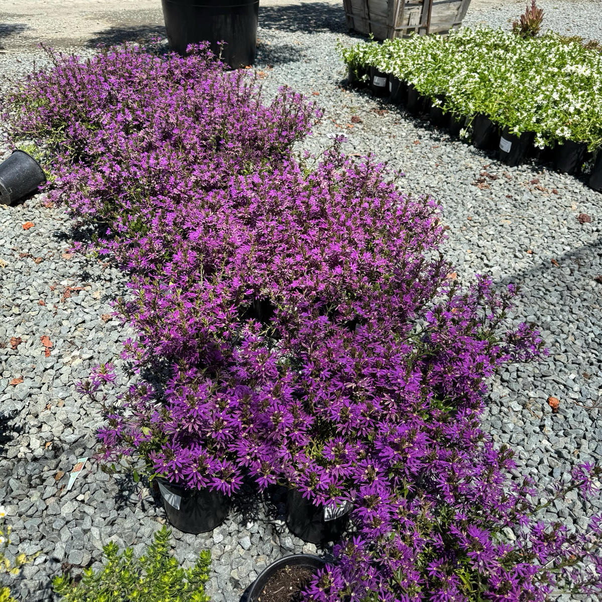 蓝扇花 Purple  Fan Flower