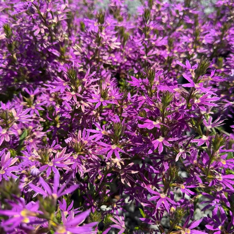 蓝扇花 Purple  Fan Flower