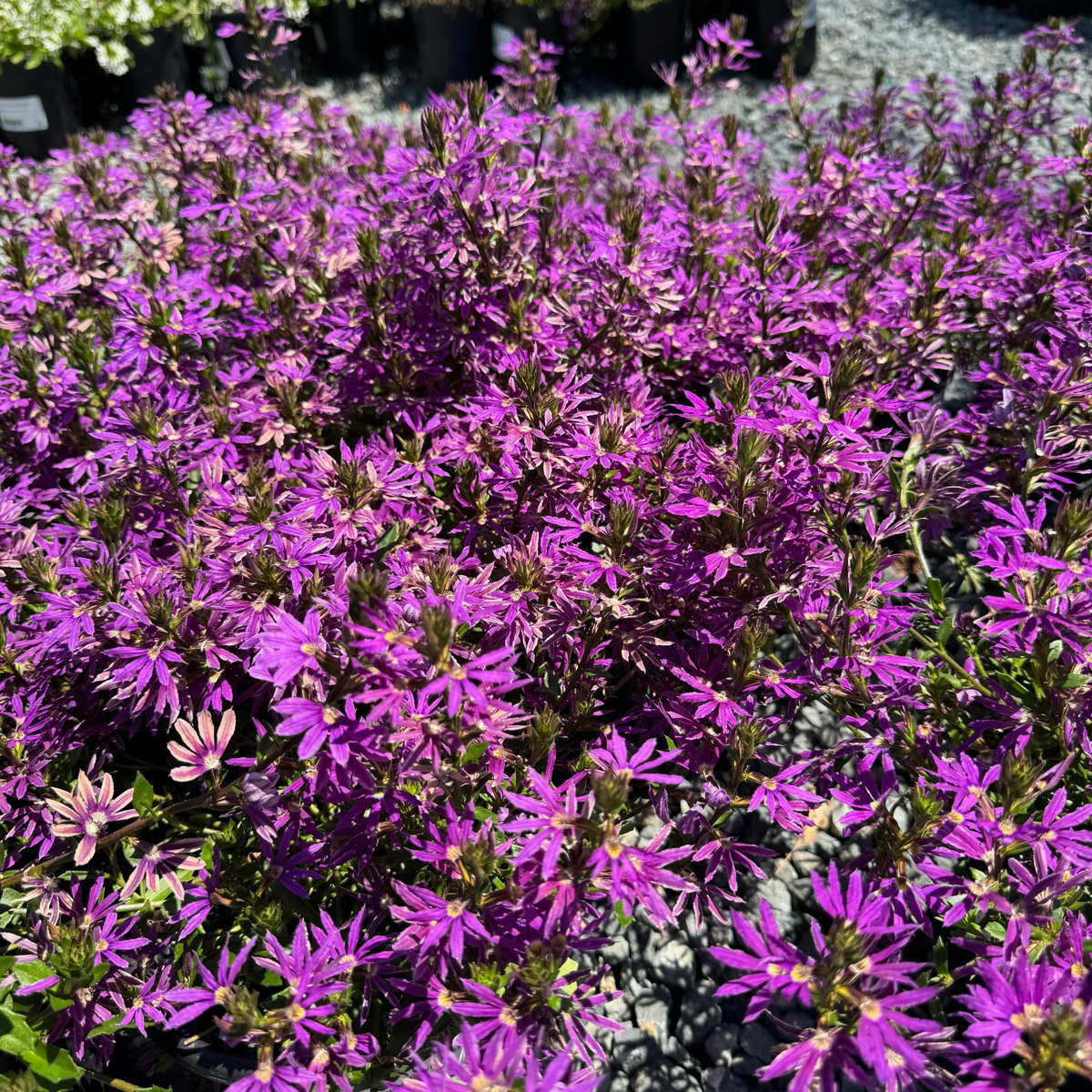 蓝扇花 Purple  Fan Flower