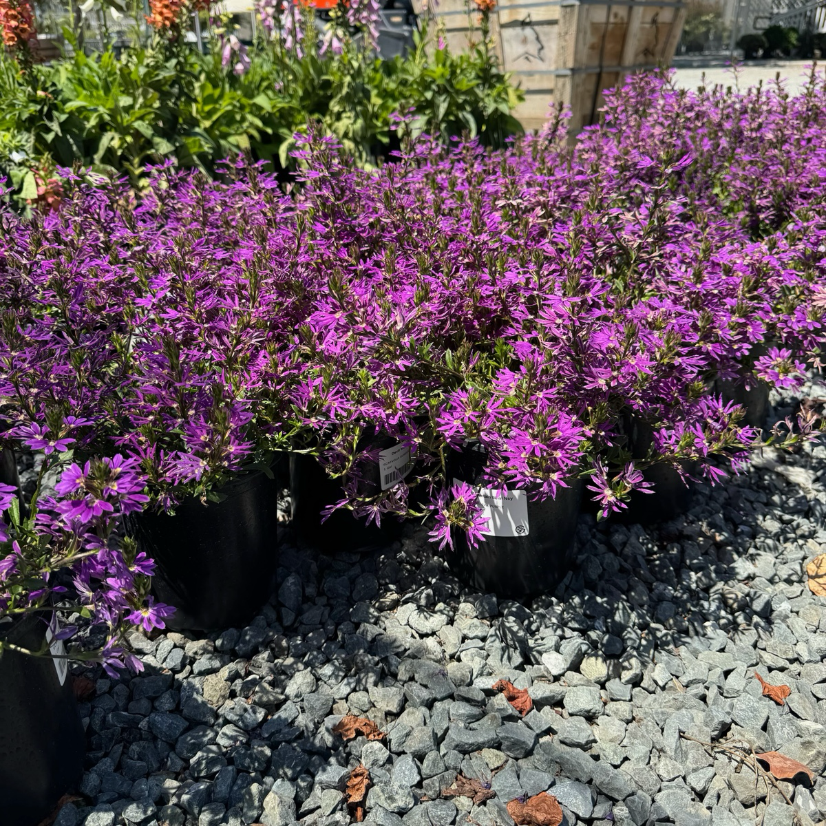蓝扇花 Purple  Fan Flower