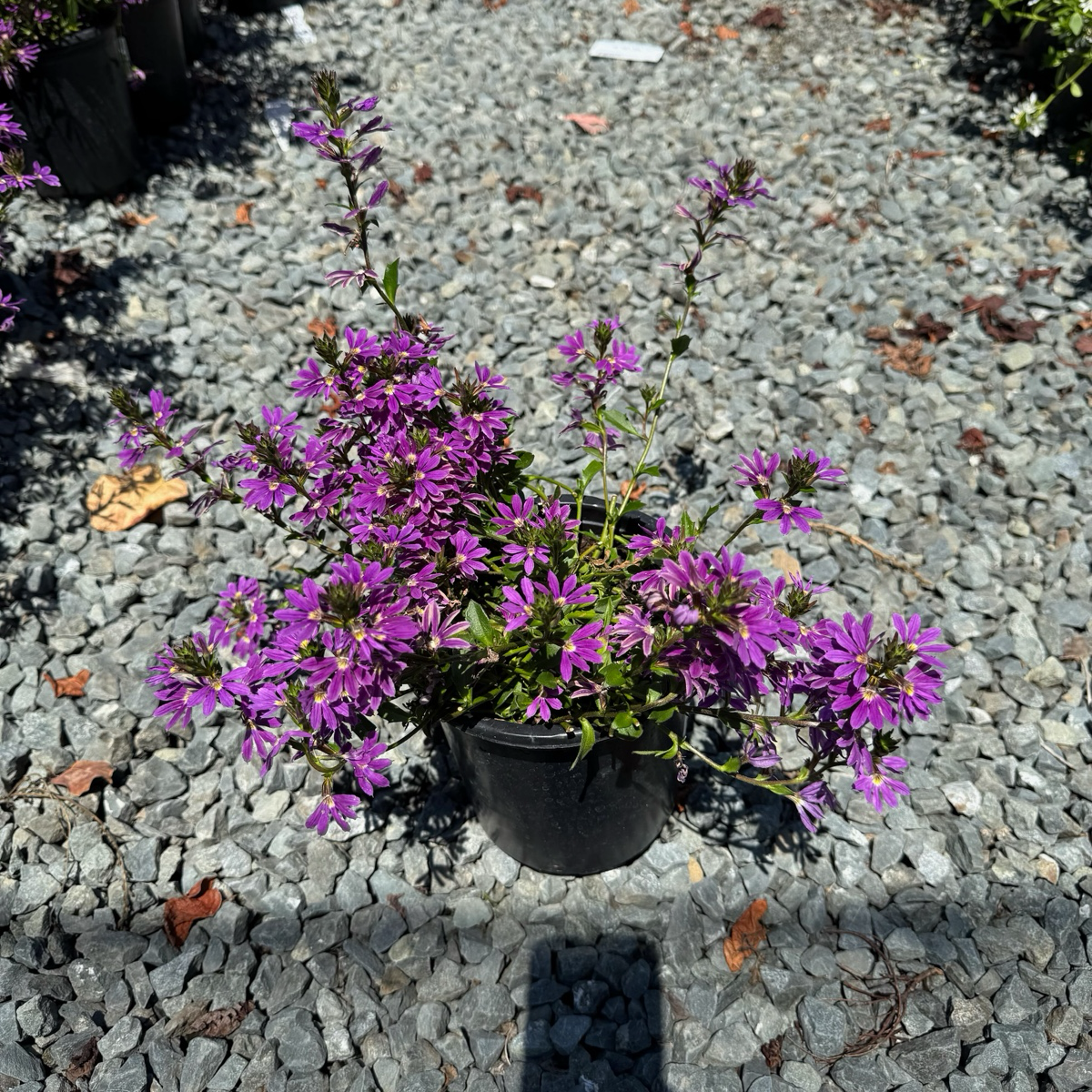 蓝扇花 Purple  Fan Flower