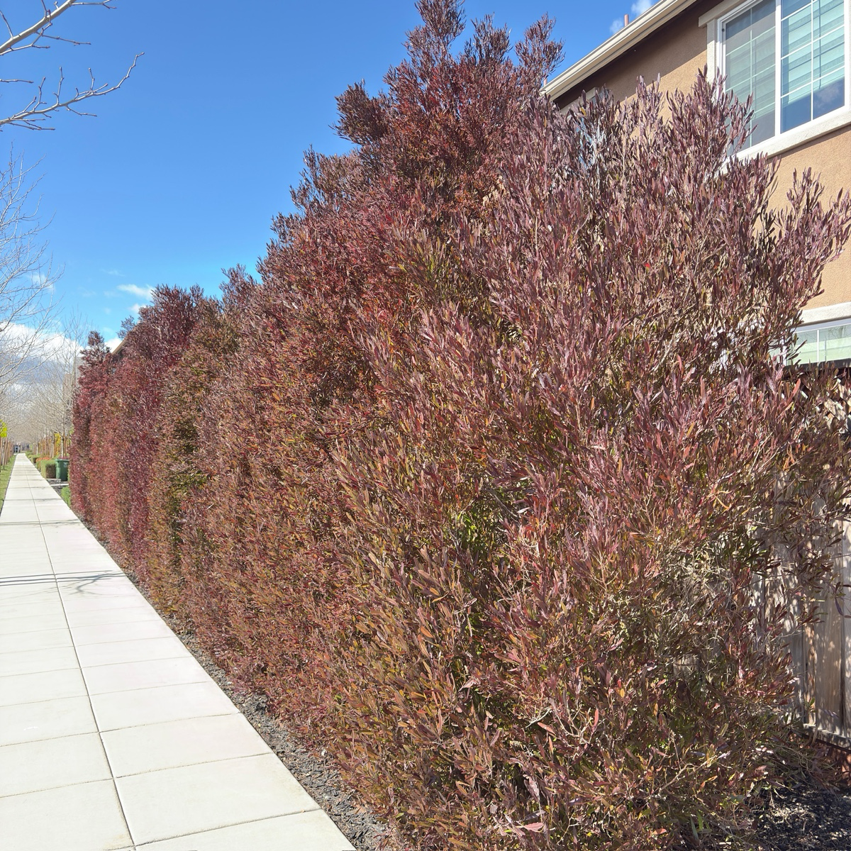 迎客豆 Purple Leaved Hopseed Bush
