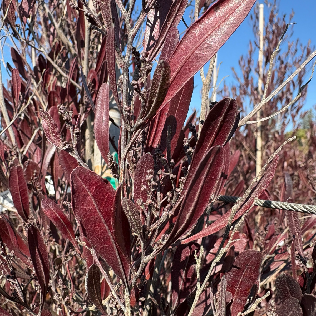 迎客豆 Purple Leaved Hopseed Bush