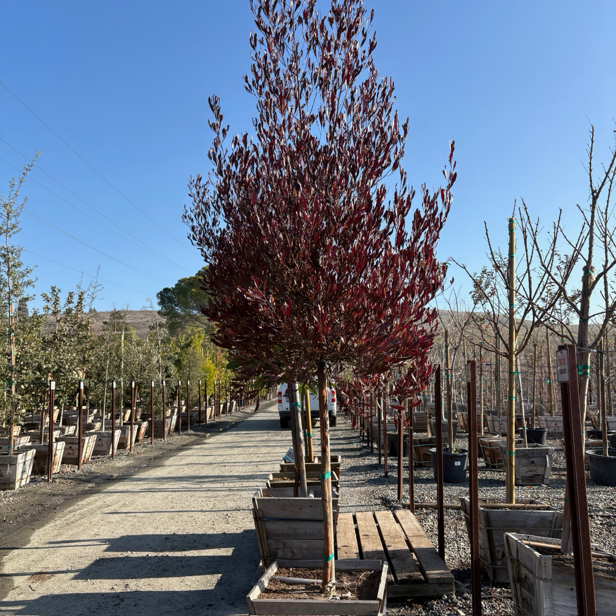 迎客豆 Purple Leaved Hopseed Bush