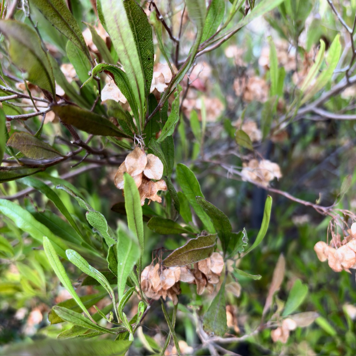 迎客豆 Purple Leaved Hopseed Bush