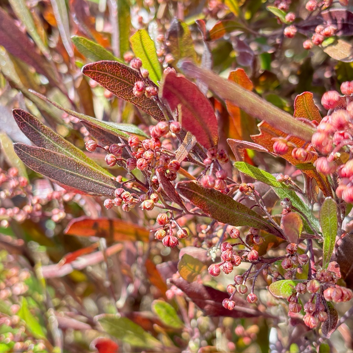 迎客豆 Purple Leaved Hopseed Bush