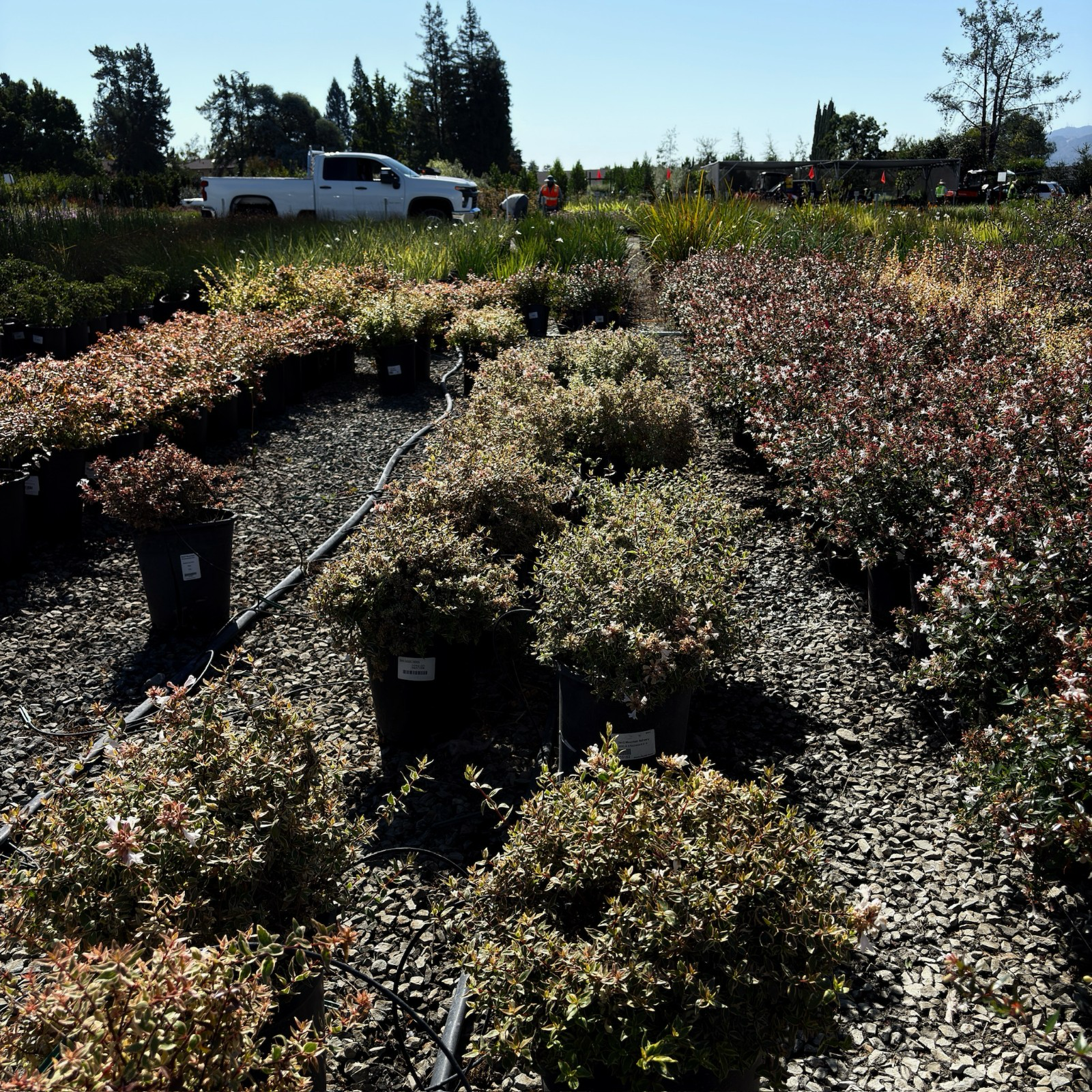 六道木 Radiance Glossy Abelia