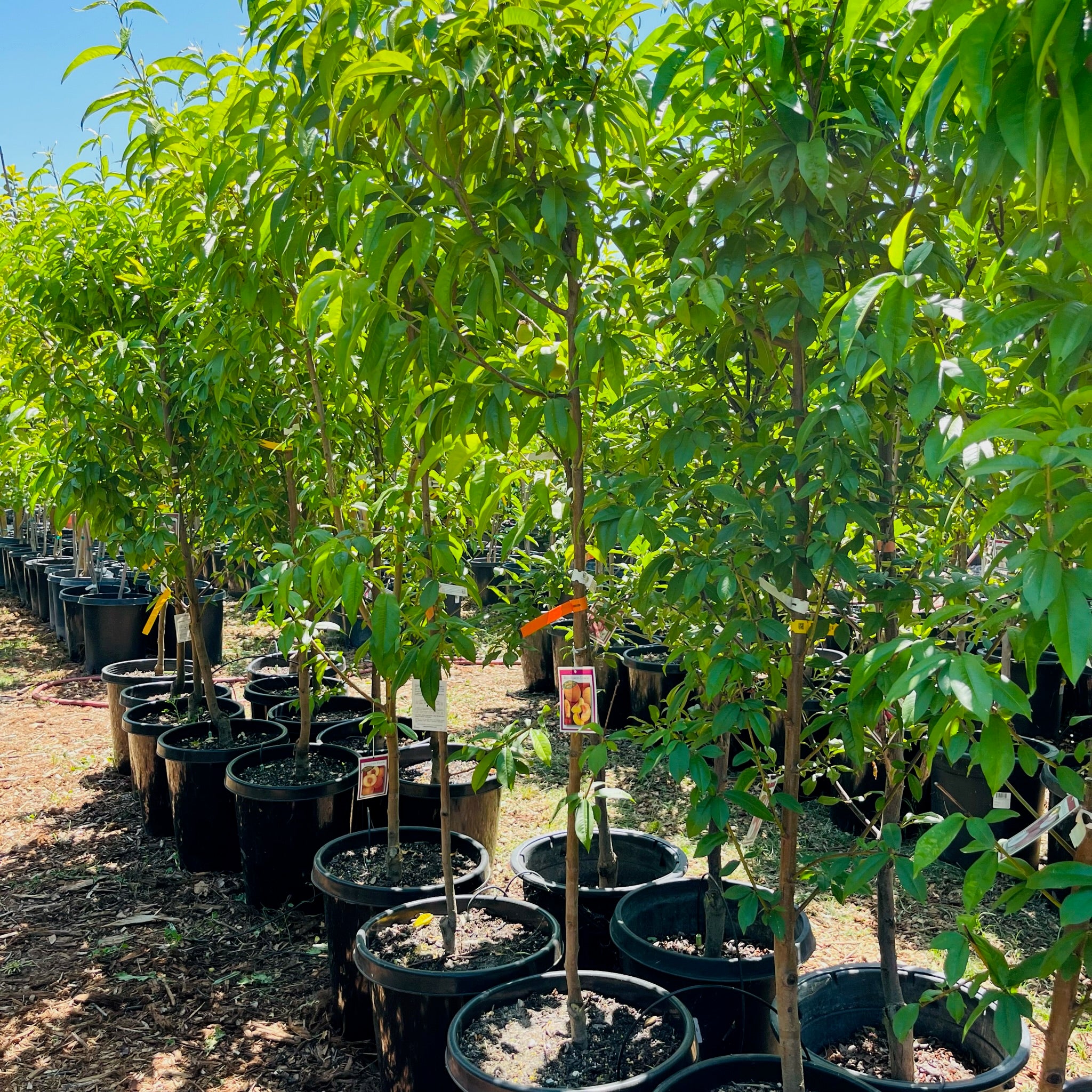 黄桃-红男爵桃 Red Baron Peach