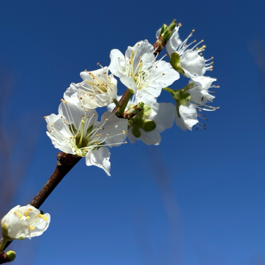 圣罗莎李子 Santa Rose Plum