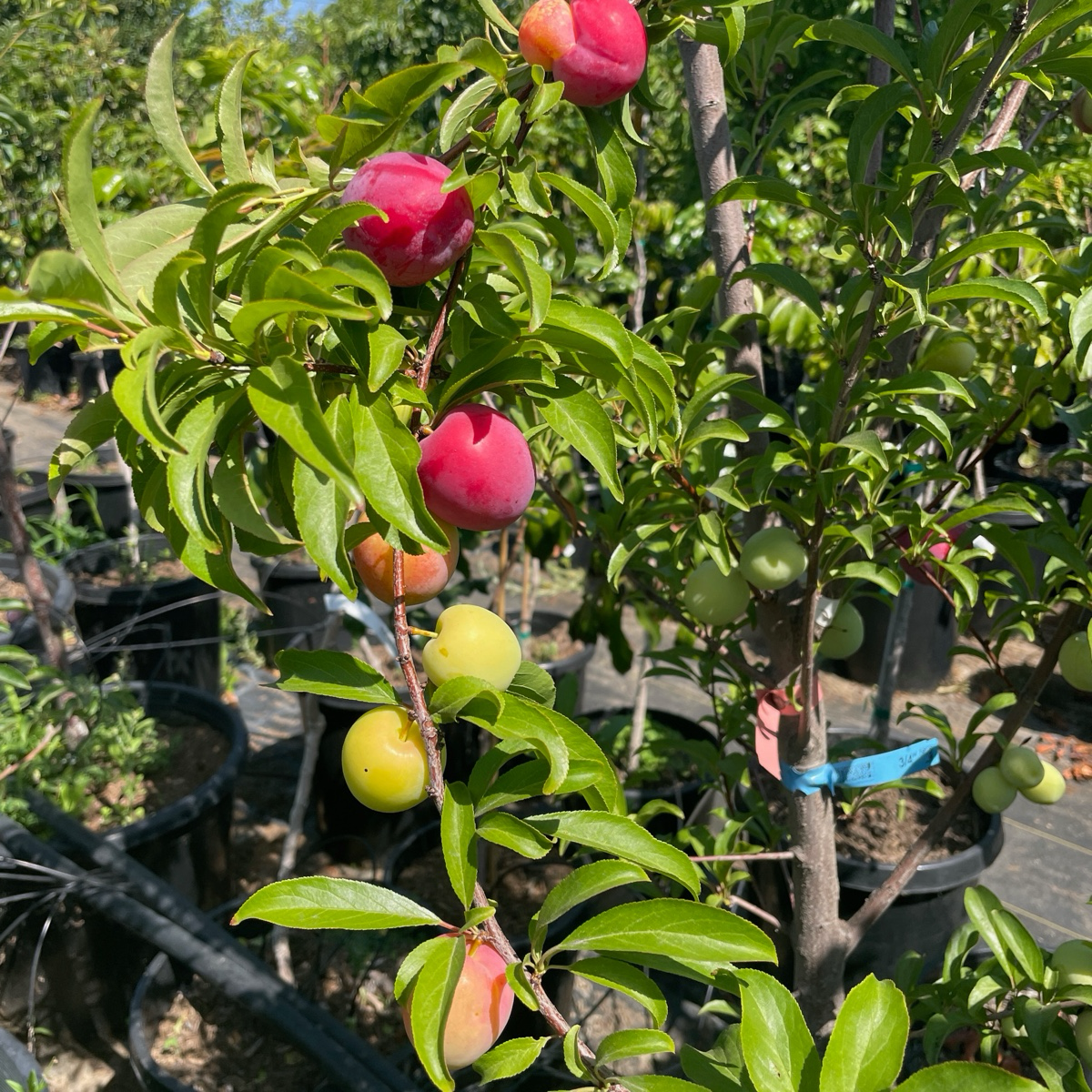 圣罗莎李子 Santa Rose Plum