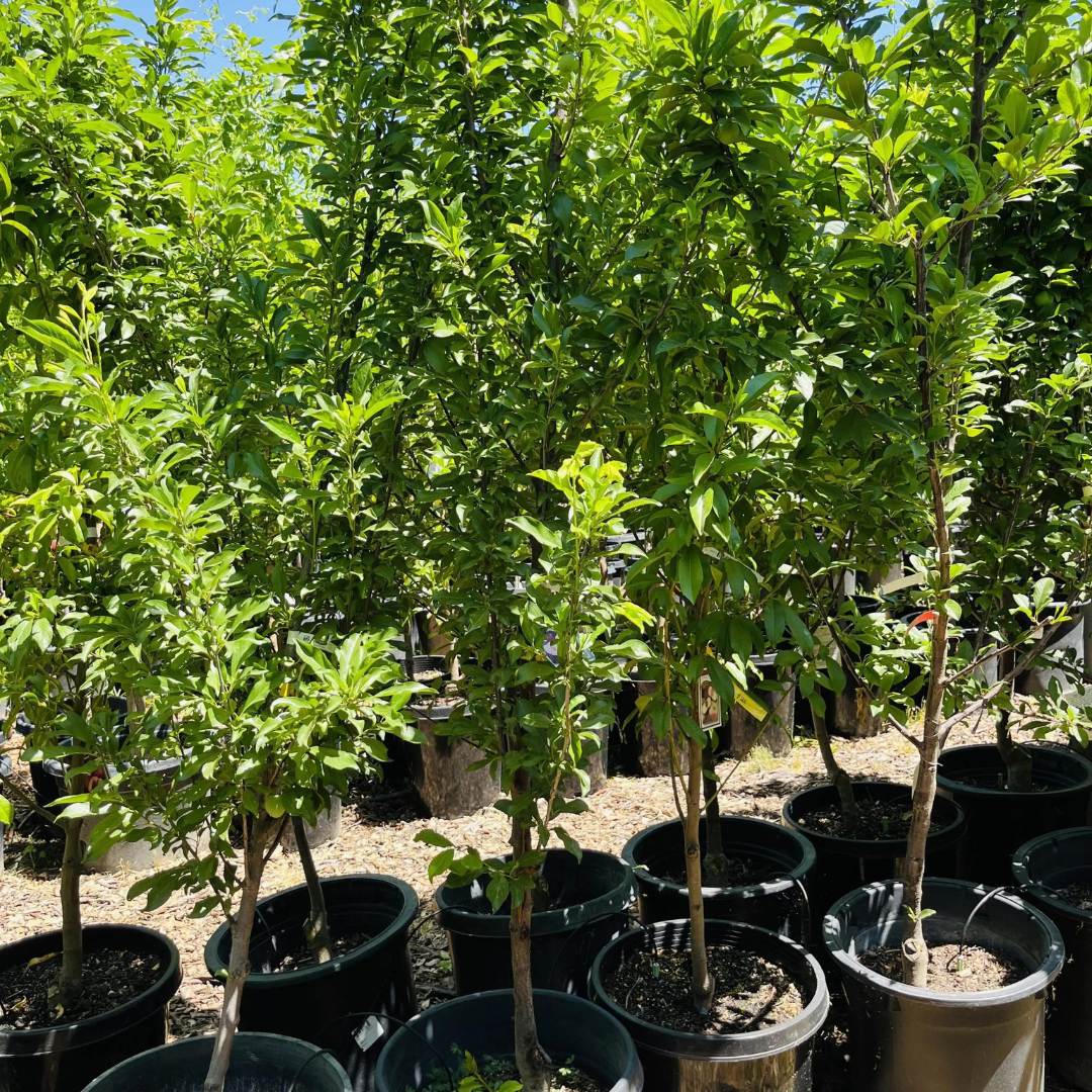 圣罗莎李子 Santa Rose Plum