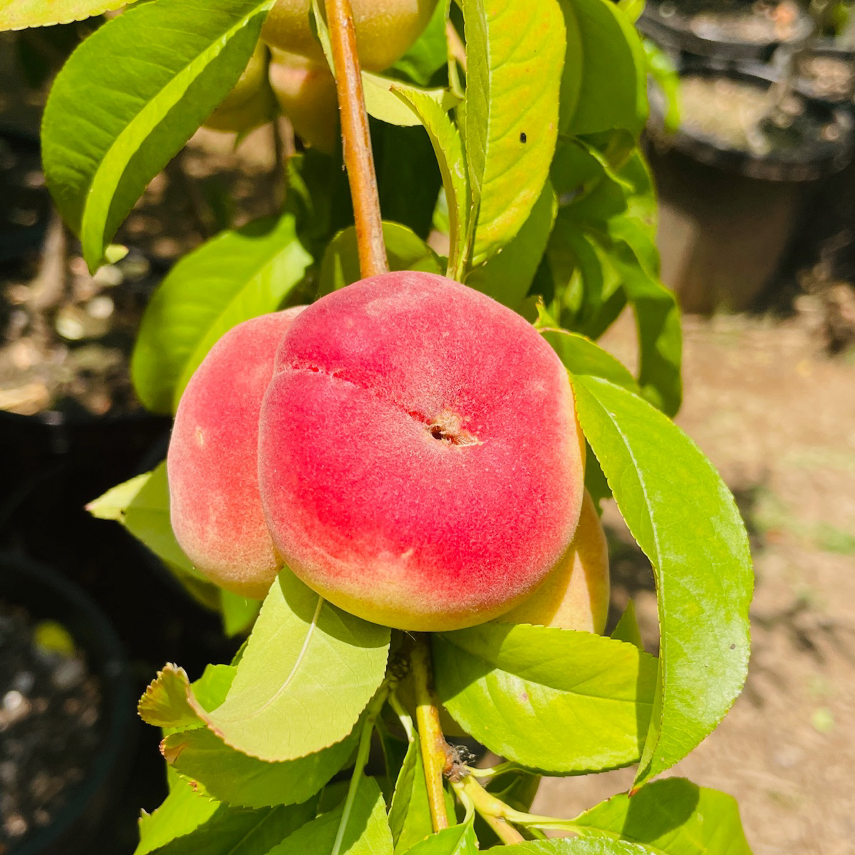 白桃-蟠桃 Stark Saturn Dounut Peach